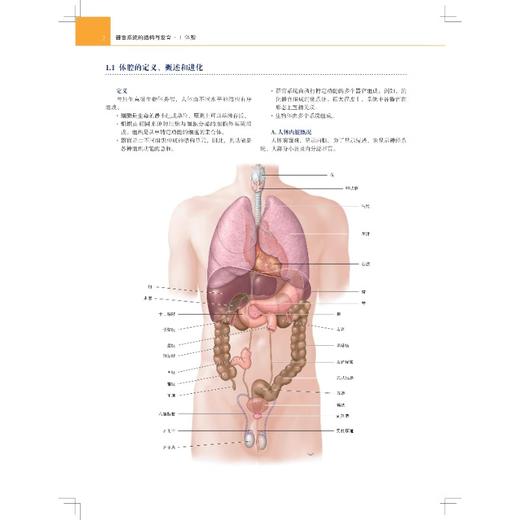 人体解剖学图谱 内脏器官 器官系统的结构与发育 胃肠道的发育与分化 主译 欧阳钧 戴景兴 上海科学技术出版社 9787547865033 商品图3