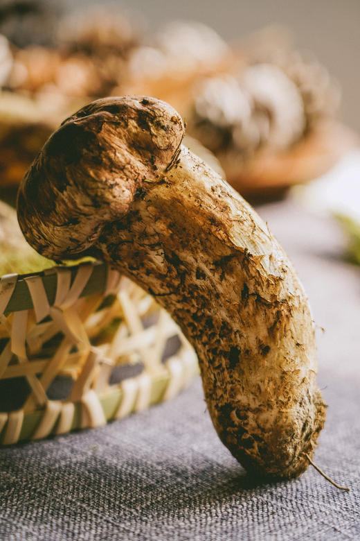 【高原采云南番外好物】⭐香格里拉松茸  每年这个季节的期盼！500g良心好物来了！ 商品图1