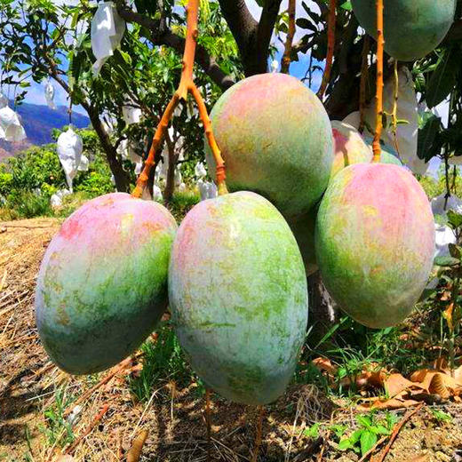 【新鲜采摘！四川攀枝花凯特芒】软糯香甜 大脸芒 青芒 果肉软滑多汁 多规格装香甜可口坏果包赔节 商品图1