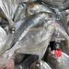 【闹妈】[热气]舟山银鲳鱼各种规格，肉质细嫩，辅食最佳 商品缩略图1