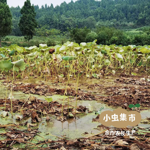 生态九孔莲藕 4斤/6斤/8斤 | 合作农友生产，产自四川遂宁，生产者：廖勇 *【公平贸易农人定价】 商品图9