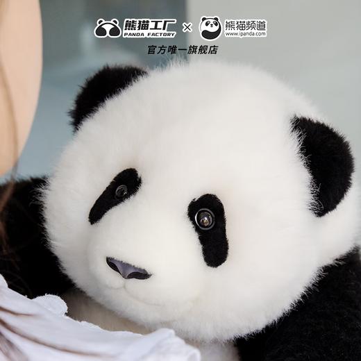 熊猫工厂 仿真熊猫玩偶 5月龄 萌兰 仿真熊猫基地玩偶抱枕七夕情人节送女生羊毛绒玩具长35*宽35*高38 商品图5