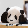 熊猫工厂 仿真熊猫玩偶 6月龄 福宝 仿真大熊猫玩偶送女友七夕情人节礼物毛绒玩具 商品缩略图2