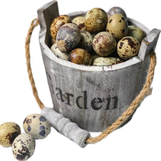 杞冠严选 | 广东 生态鹌鹑蛋1kg（80-110枚）低密度生态养殖鹌鹑 无抗生素激素 绿家自产 顺丰发货 商品图6