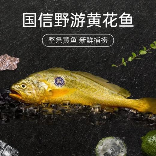 国信野游黄花鱼  青岛-福建洄游 身形修长 肉质紧实 口感鲜美  每条都有溯源码 3条 商品图0
