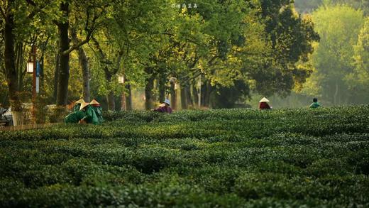 华东5市6日游，住进风景里，一次游览上海+南京+苏州+杭州+乌镇+无锡+海宁，邂逅绝美江南， 商品图1
