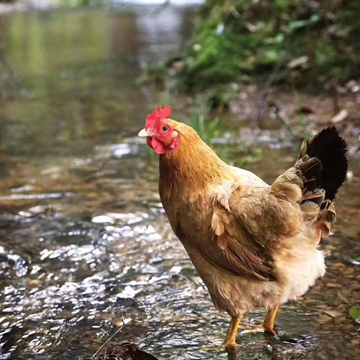 田园农场·皖南土鸡1.05kg-1.25kg /只 商品图0