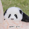 熊猫工厂 仿真熊猫玩偶 3月龄 叶叶 仿真熊猫玩偶送女友情人节礼物可爱儿童毛绒公仔 长48*宽32*17 商品缩略图2