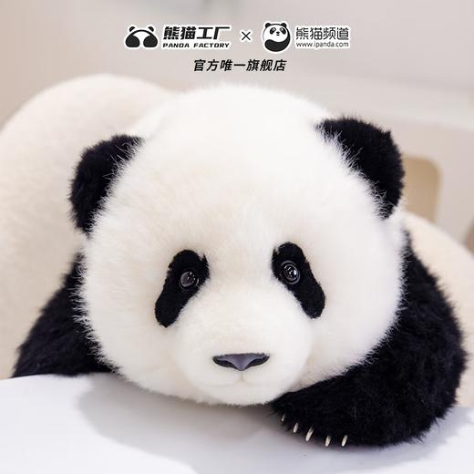 熊猫工厂 仿真熊猫玩偶 5月龄 萌兰 仿真熊猫基地玩偶抱枕七夕情人节送女生羊毛绒玩具长35*宽35*高38 商品图6