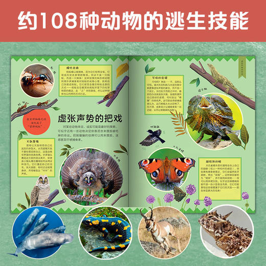 DK博物大侦探.怎么不被吃掉 DK百科全书儿童科普动物童书 商品图1