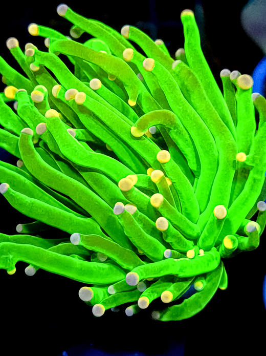 彩点绿火柴单头 商品图1