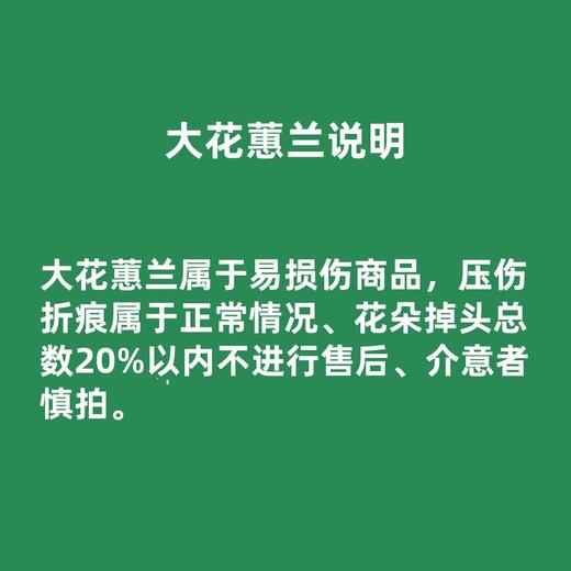 【预售8.27-8.28】新西兰 大花蕙兰 超级橙 商品图1