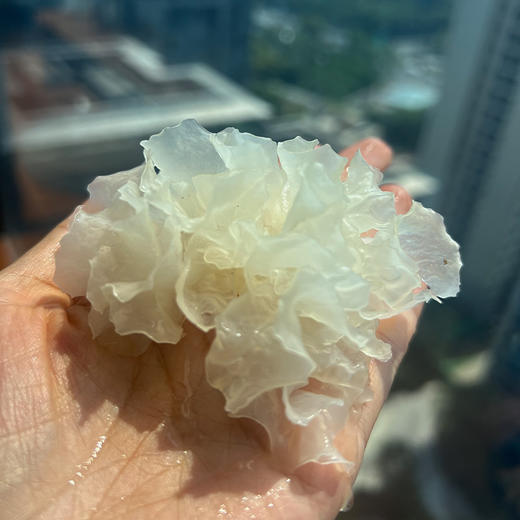 【米仓山野外生长银耳】 商品图2