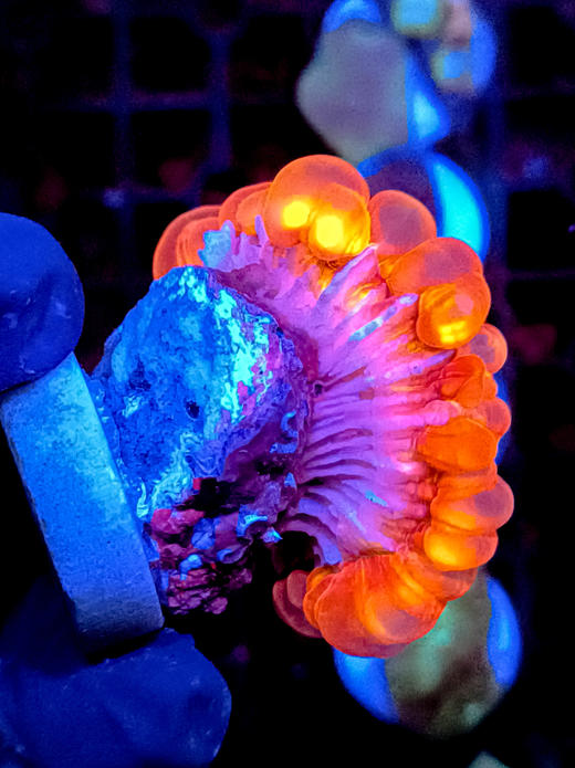 红水晶脑 商品图4