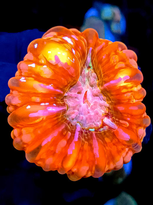 红水晶脑 商品图1