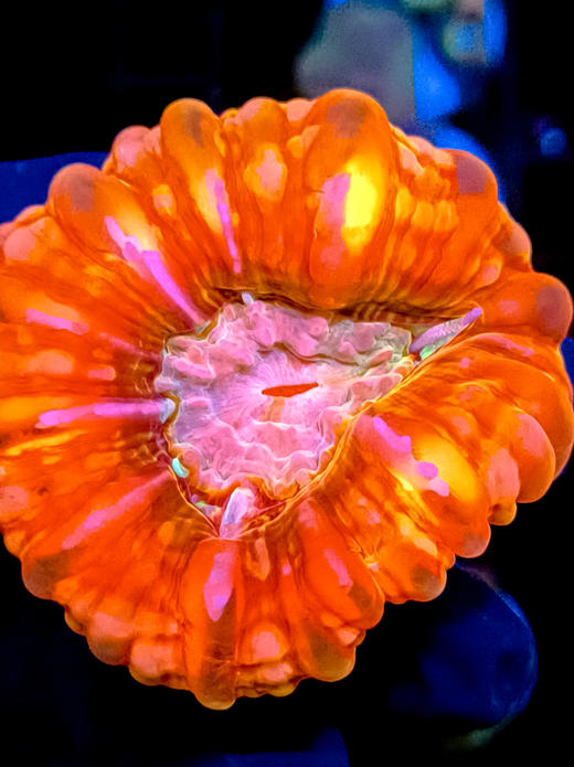 红水晶脑 商品图2