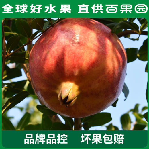 PAGODA百果园  招牌-红钻软籽甜石榴6粒礼盒装（果王 单果重：≥550g） 商品图3