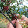 牧云坡生态花椒油 100ml /249ml I 来自四川阿坝小金县，生产者：牧云坡可信小组 ＆【公平贸易农人定价】 商品缩略图8