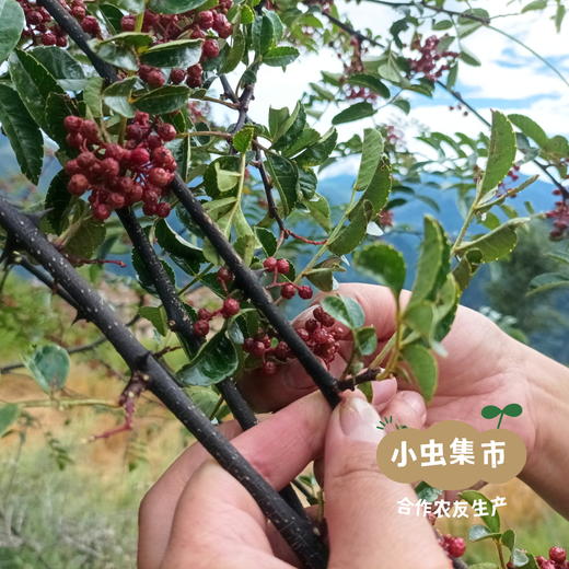 牧云坡生态花椒油 100ml /249ml I 来自四川阿坝小金县，生产者：牧云坡可信小组 ＆【公平贸易农人定价】 商品图8