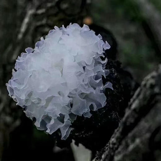 【米仓山野外生长银耳】 商品图4