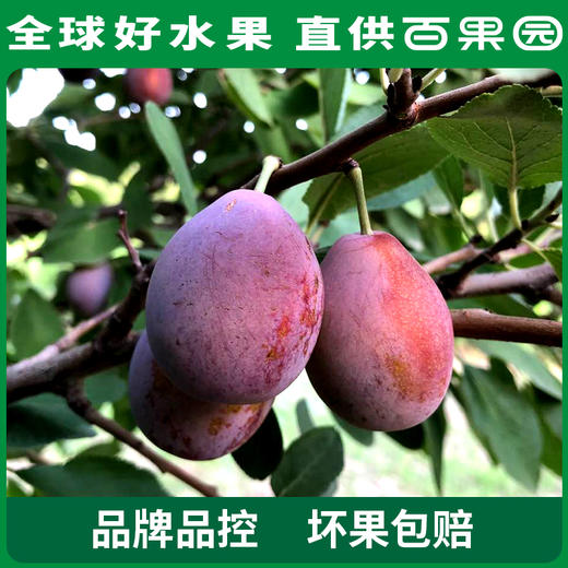 PAGODA百果园  新疆法兰西西梅3斤彩箱装（单果重：20g+） 商品图5