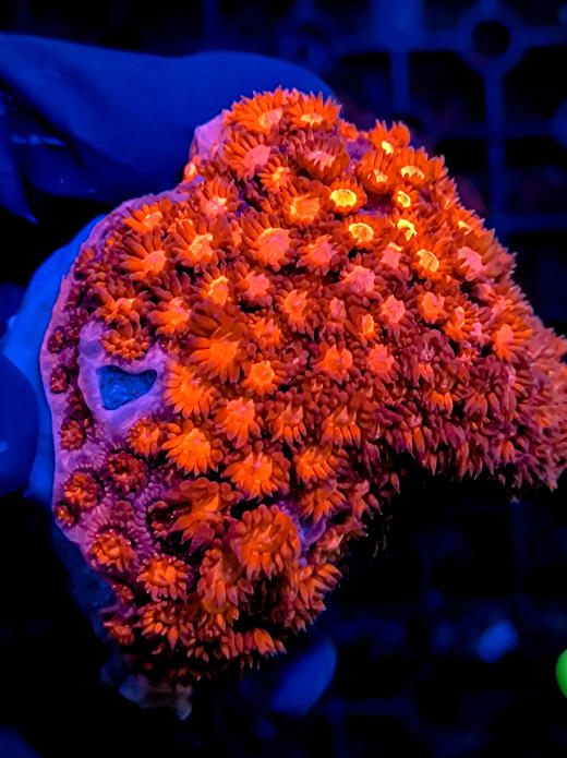 红单苞原石2 商品图3