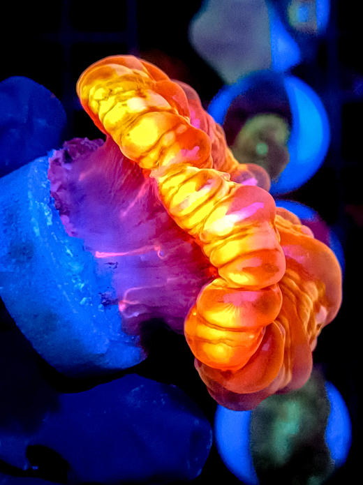 红水晶脑 商品图3