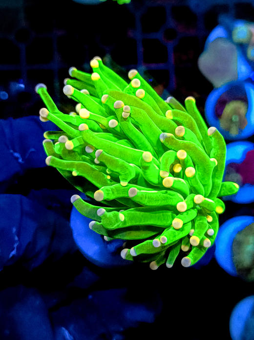 彩点绿火柴单头 商品图4