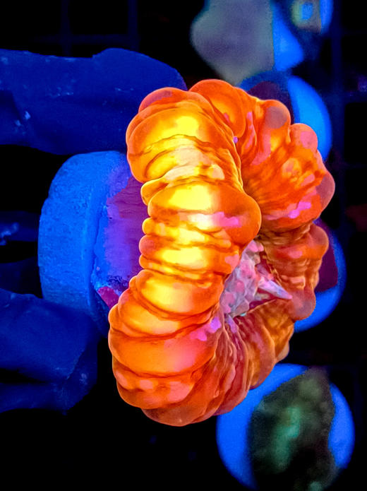 红水晶脑 商品图4