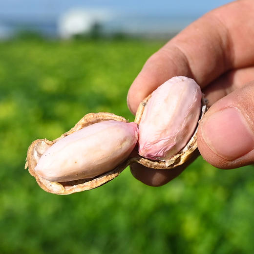 新鲜湿花生 500g 商品图0