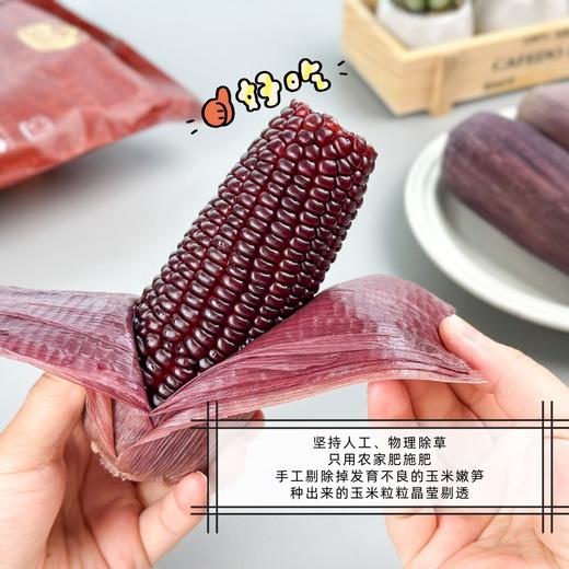 【有机黑糯玉米】2025头茬新玉米，口感粘而有嚼劲，糯糯的带着清甜的口感，是自然谷物的清香，全程有机种植，没有农药残留，每一根黑玉米都是五次挑拣，高温杀菌 商品图0