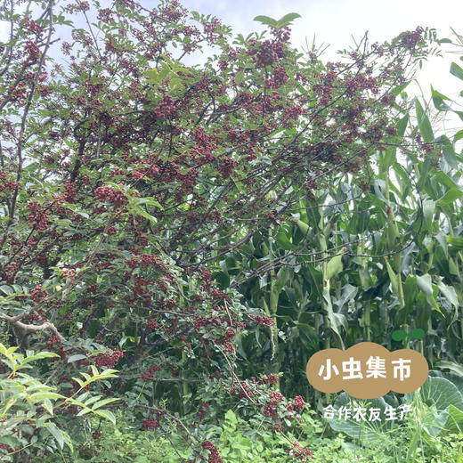 牧云坡生态花椒油 100ml /249ml I 来自四川阿坝小金县，生产者：牧云坡可信小组 ＆【公平贸易农人定价】 商品图11