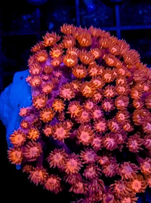 红单苞原石2 商品图2