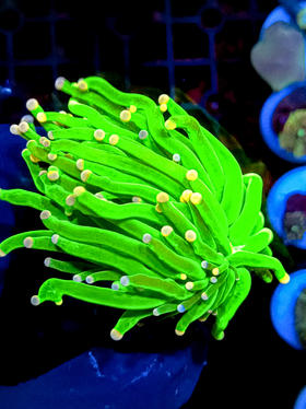 彩点绿火柴单头