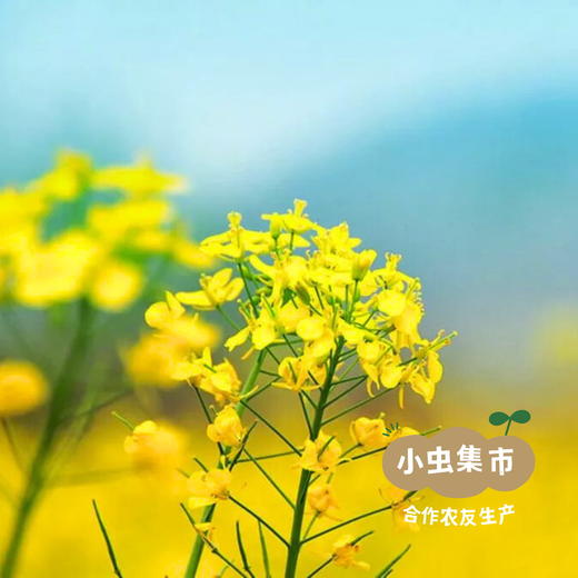 牧云坡生态花椒油 100ml /249ml I 来自四川阿坝小金县，生产者：牧云坡可信小组 ＆【公平贸易农人定价】 商品图14