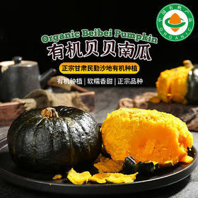 有机贝贝南瓜  甘肃民勤沙地有机种植