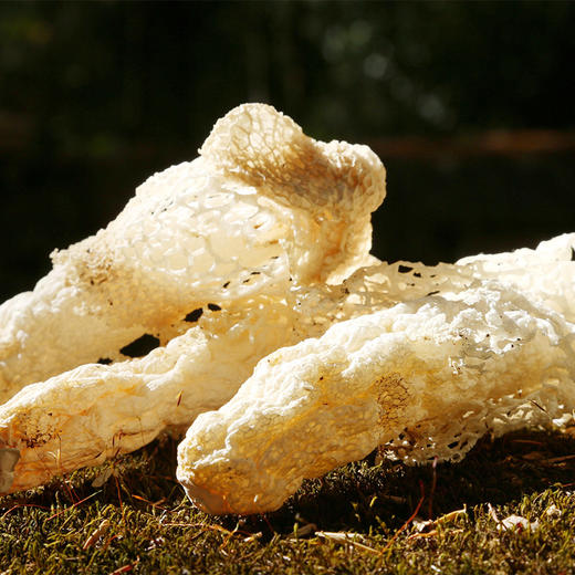 竹荪干货250g特级野生竹孙煲汤材料南武夷特产长裙竹笙食用菌菇 商品图1