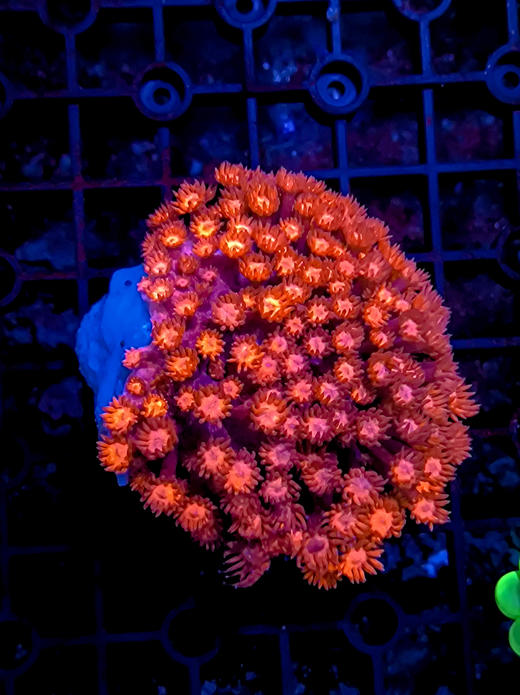 红单苞原石2 商品图0