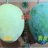 【皮薄肉厚，香甜多汁~】四川攀枝花凯特芒果 5斤水果 应当季新鲜热带水果 青皮芒果-QQ 商品缩略图1