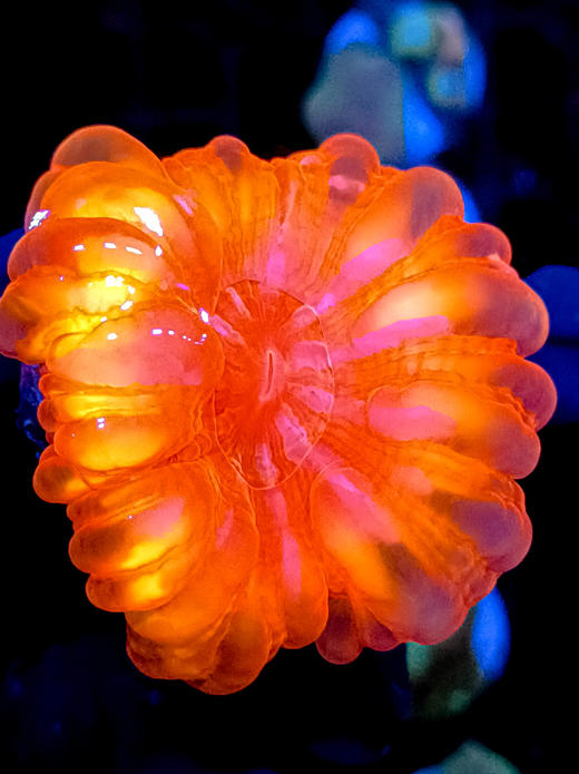 红水晶脑 商品图2