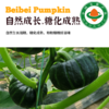 有机贝贝南瓜  甘肃民勤沙地有机种植 商品缩略图4