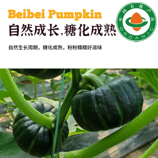 有机贝贝南瓜  甘肃民勤沙地有机种植 商品图4