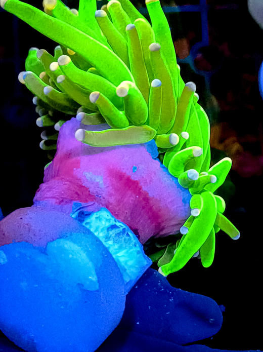 彩点绿火柴单头 商品图3