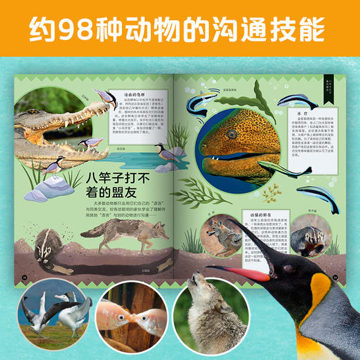 DK博物大侦探.动物的奇妙语言 DK百科全书儿童科普动物童书 商品图1