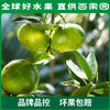 PAGODA百果园 云南蜜桔（大）5斤家庭装（单果径：≥65mm） 商品缩略图2