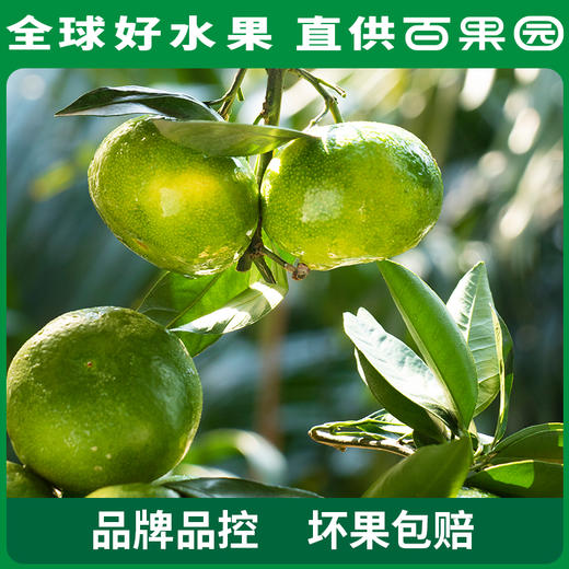 PAGODA百果园 云南蜜桔（大）5斤家庭装（单果径：≥65mm） 商品图2