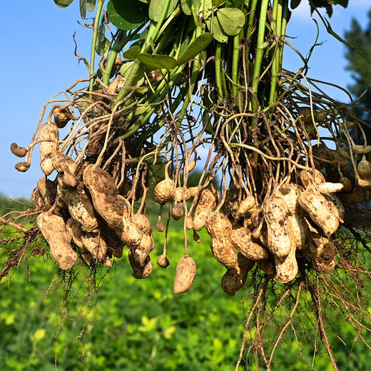 新鲜湿花生 500g 商品图2