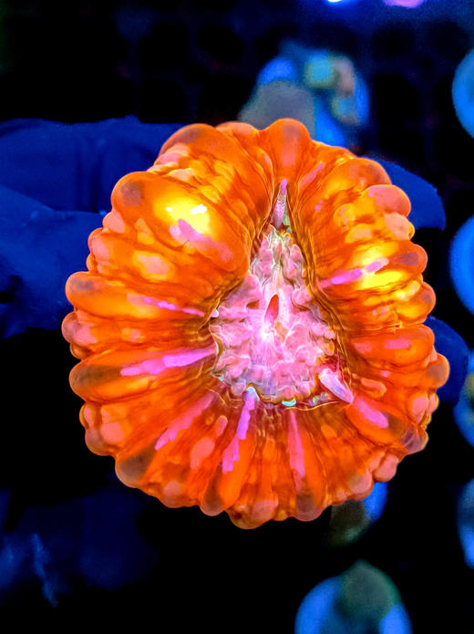 红水晶脑 商品图0