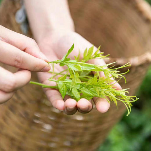 【古溪洲-龙须莓茶 3盒装送礼袋】 古莓茶之乡 湘西永顺源头茶园直供 清润回甘 商品图2