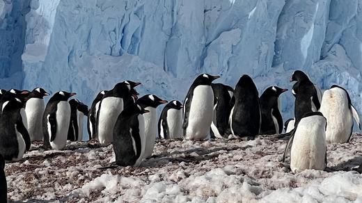 氧气旅行团—“我要去南极”宏迪斯号（南极半岛13天） 商品图2